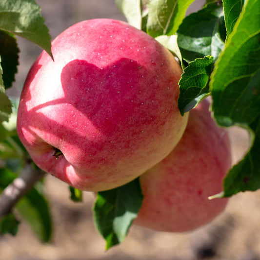 Apple Blush Babe