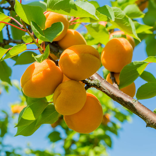 Apricot Gold
