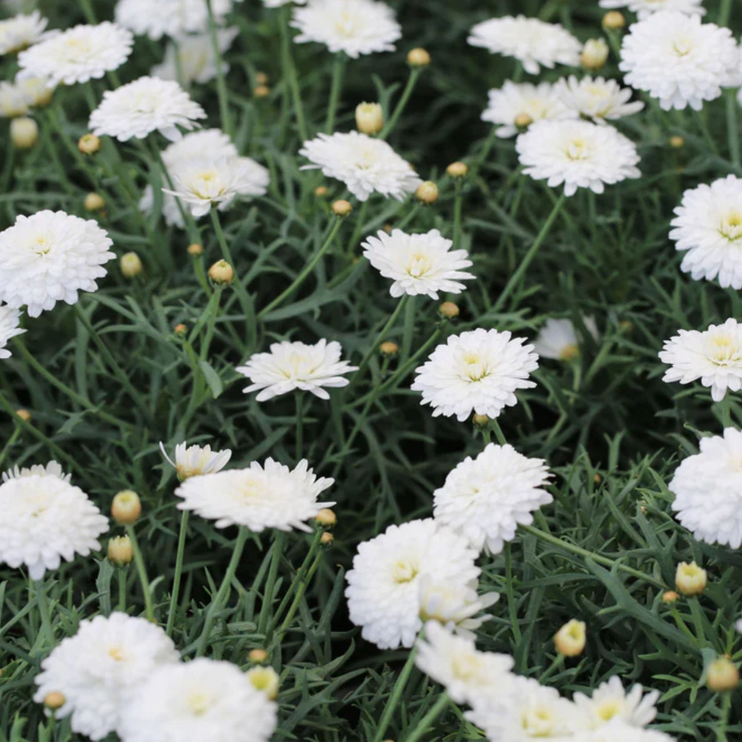 Argyranthemum Purity