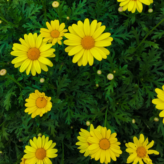 Argyranthemum Yellow Hammer