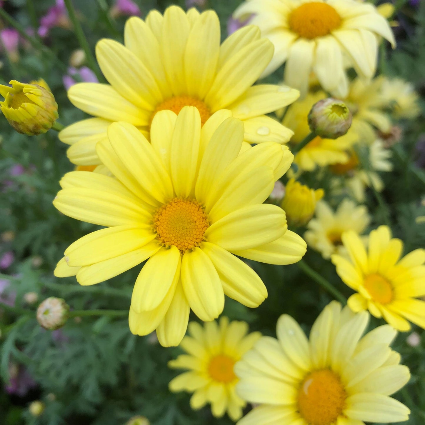 Argyranthemum Yellow Hammer