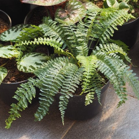 Belchuim Silver Fern