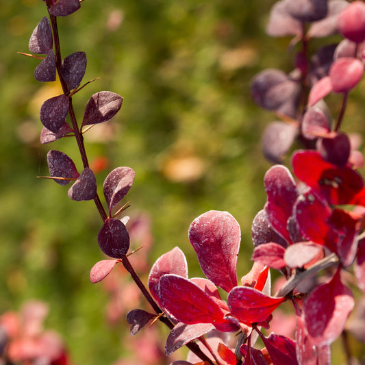 Berberis Helmund Pillar