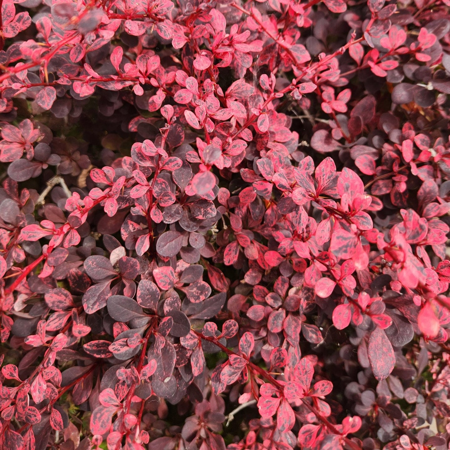 Berberis Rosy Glow