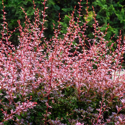 Berberis Rosy Glow
