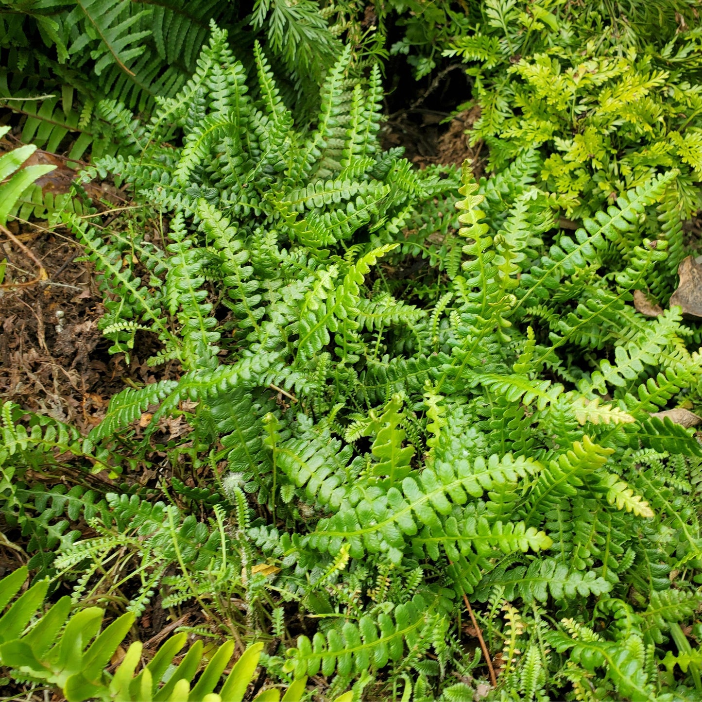 Blechnum Penna Marina Fern