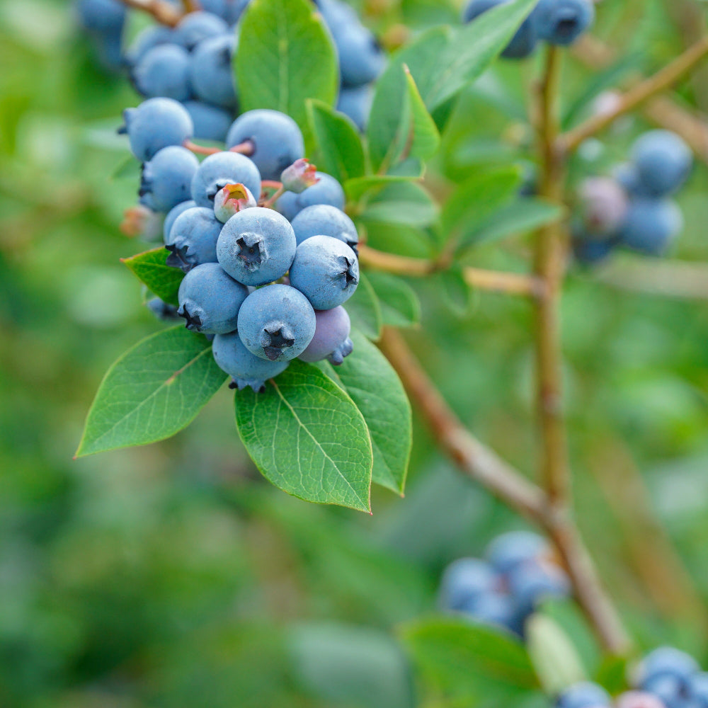 Blueberry Blush
