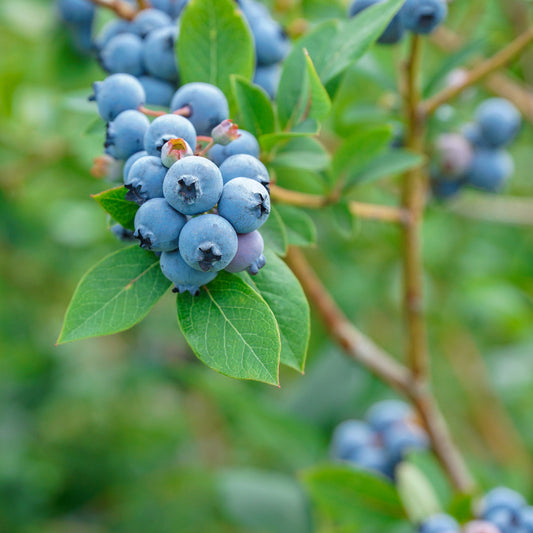 Blueberry Blush