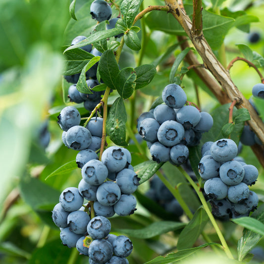Blueberry Centurion