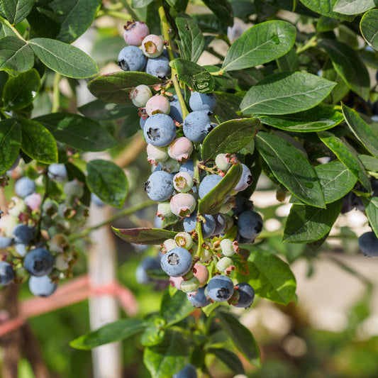 Blueberry Delight
