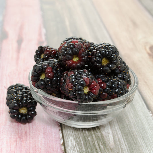 Boysenberry Mapua