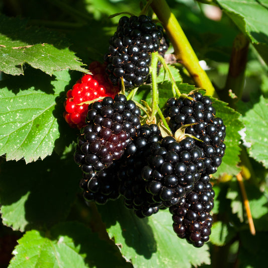 Boysenberry Tasman
