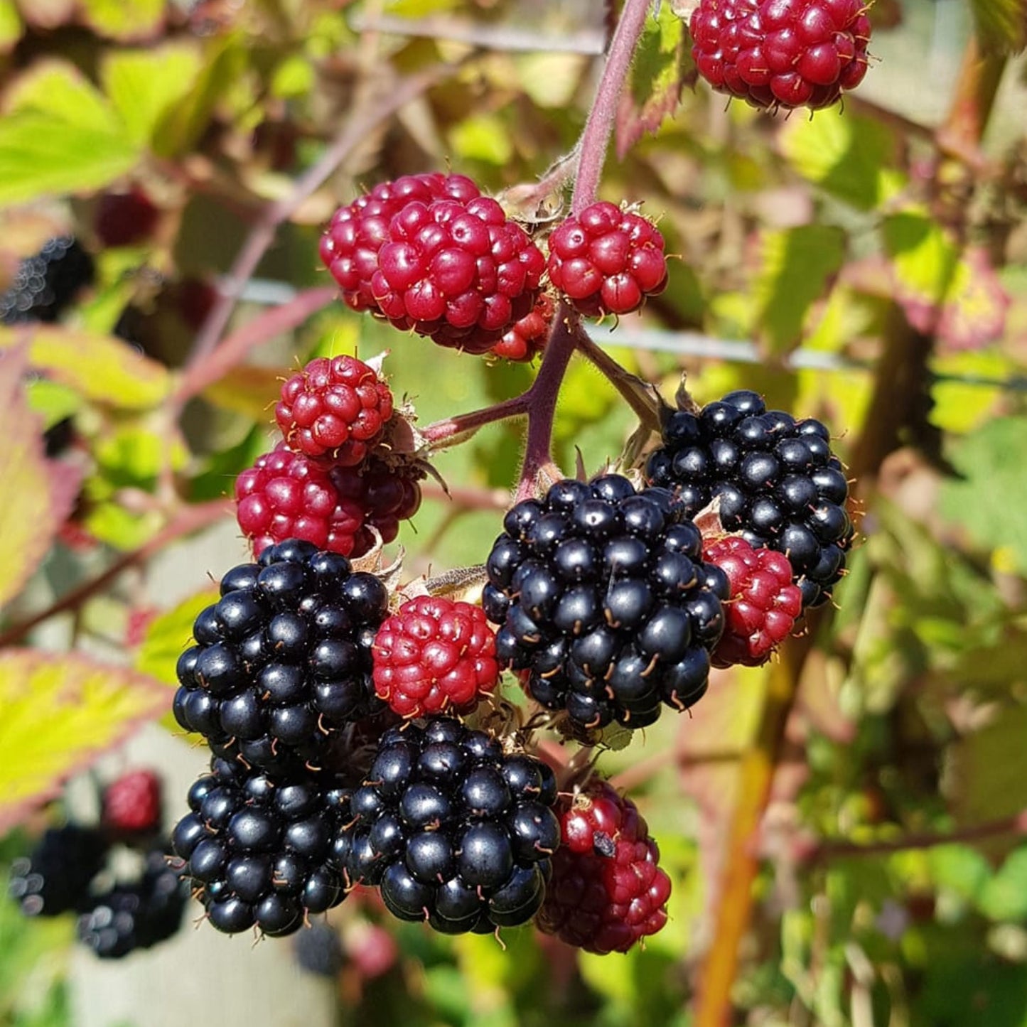 Boysenberry Tasman