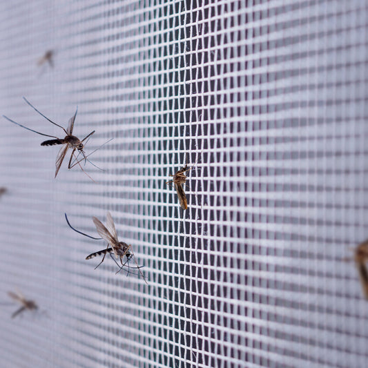 Bug Net