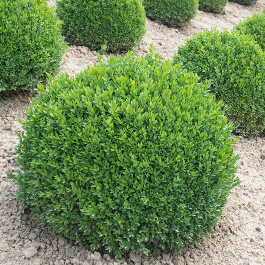 Buxus Green Gem