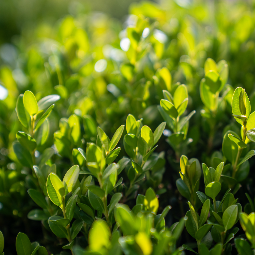 Buxus Sempervirems