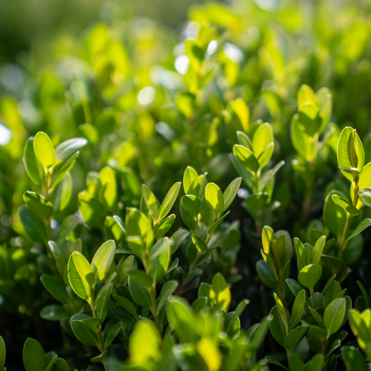 Buxus Sempervirems