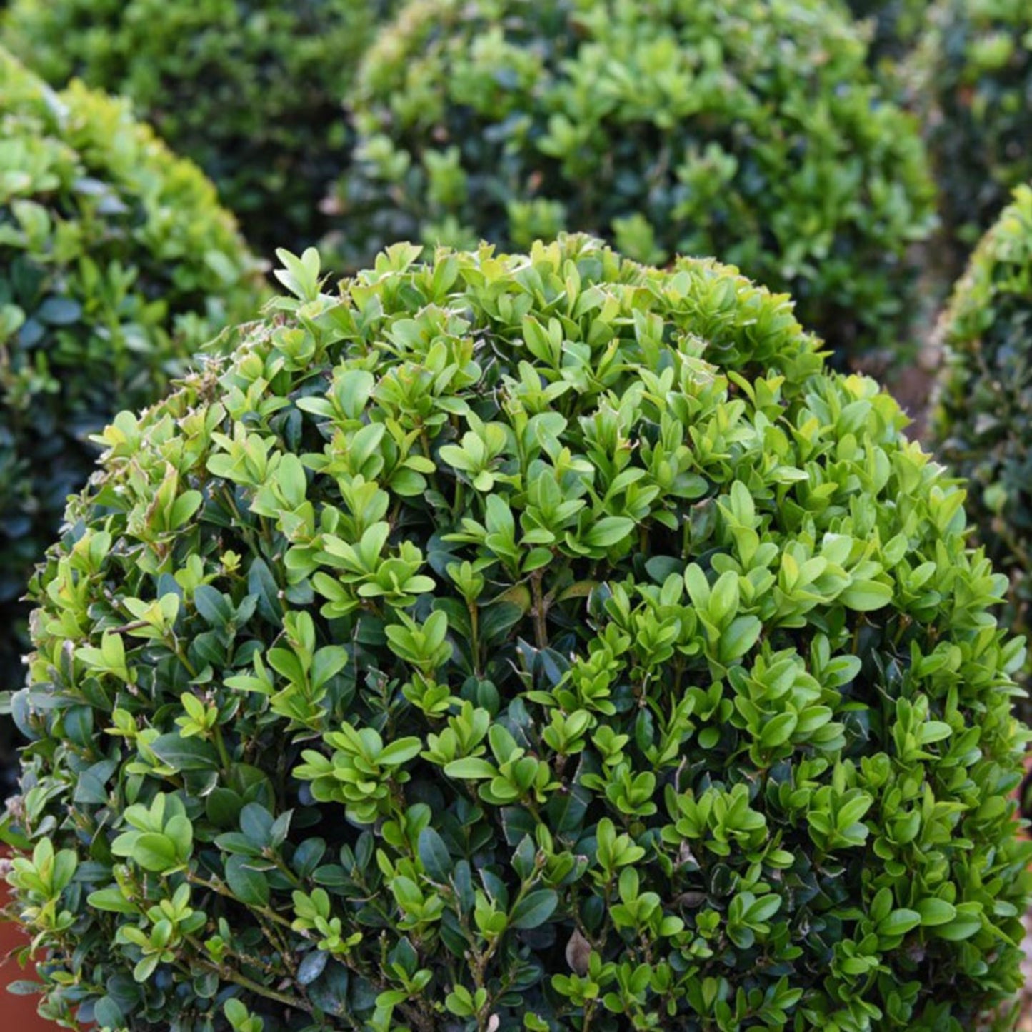 Buxus Sempervirems