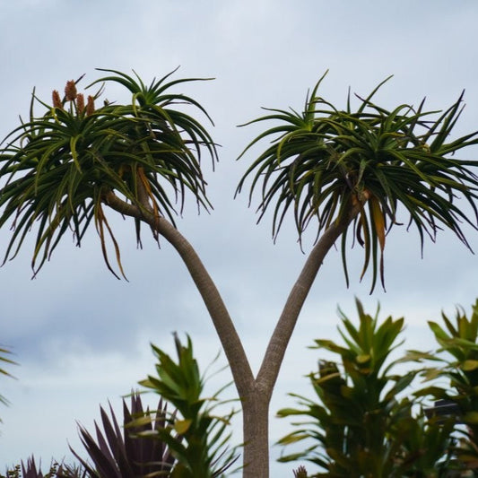 New Zealand Native Cabbage Tree
