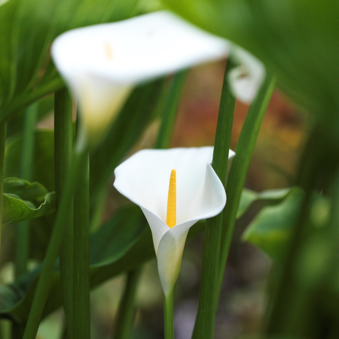 Calla Lilies