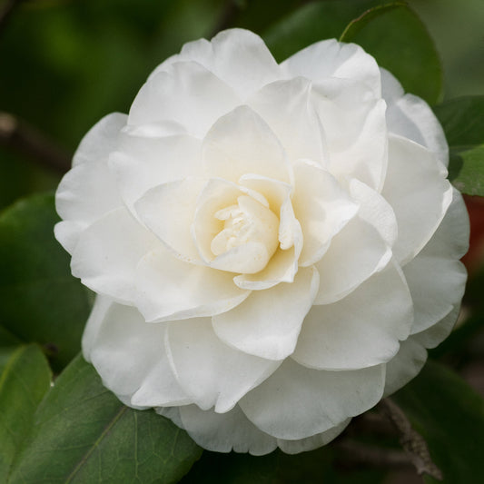Camellia Early Pearly