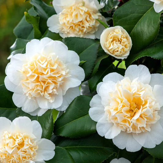 Camellia Brushfields