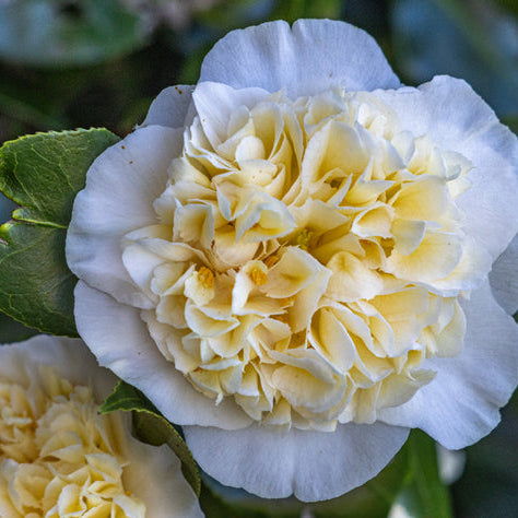 Camellia Brushfields