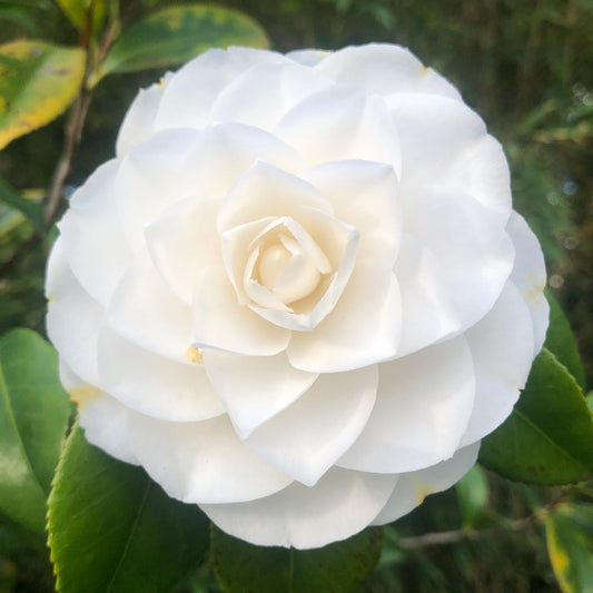 Camellia Cinnamon Cindy