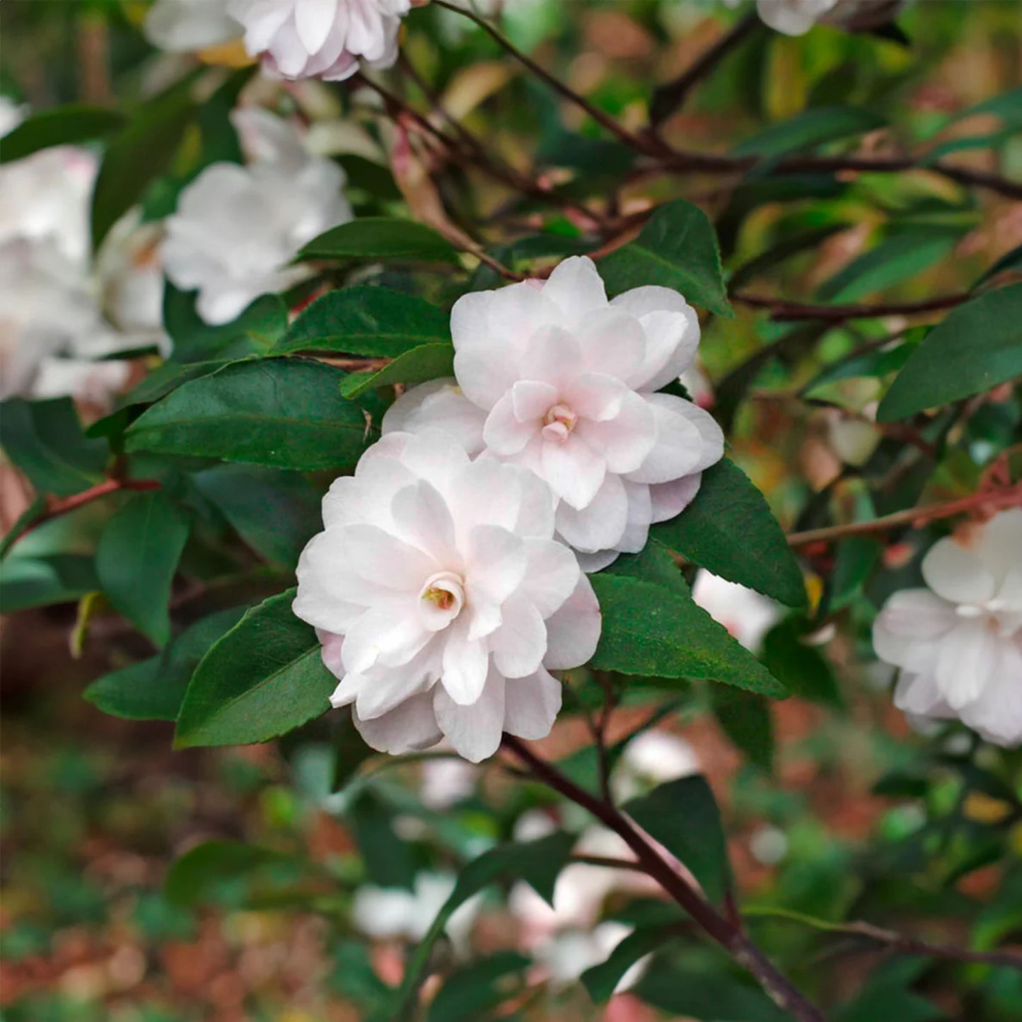 Camellia Cinnamon Cindy