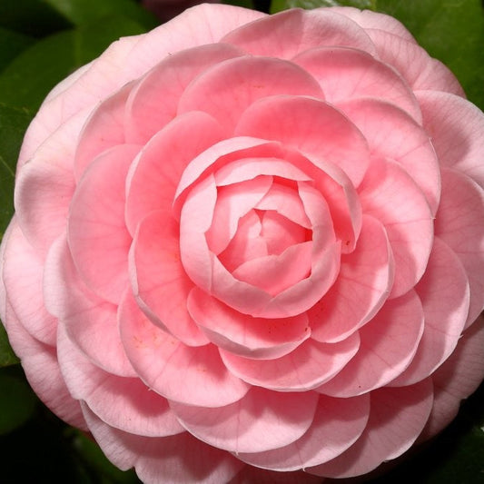 Camellia Water Lily