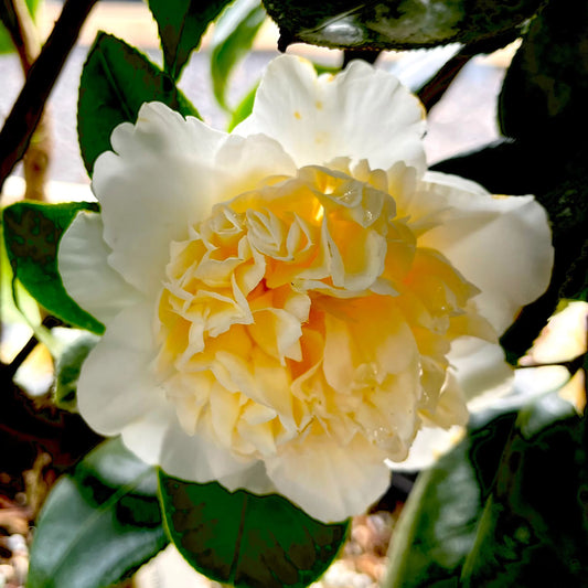 Camellia Jury's Yellow