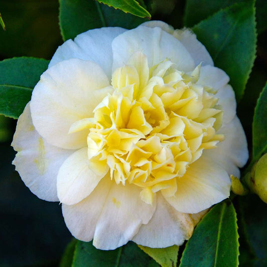 Camellia Lemon Drop