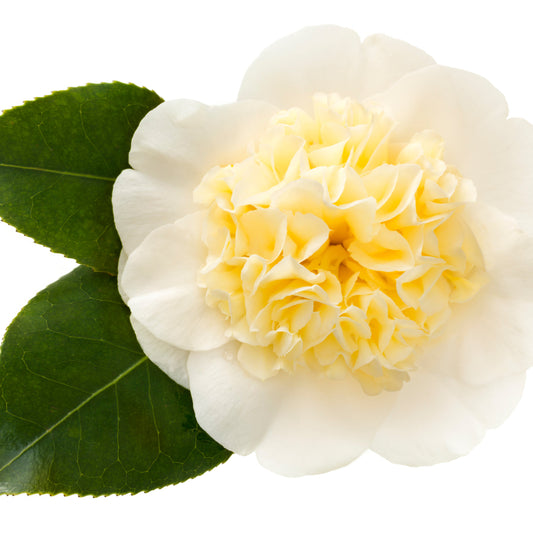 Camellia Lemon Drop