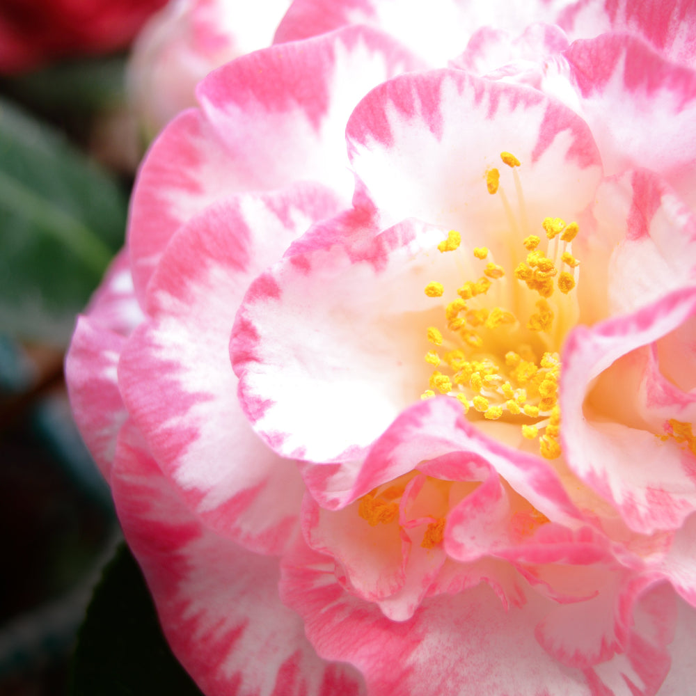 Camellia Nuccio Jewel