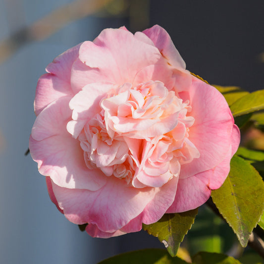 Camellia Nuccio Pearl