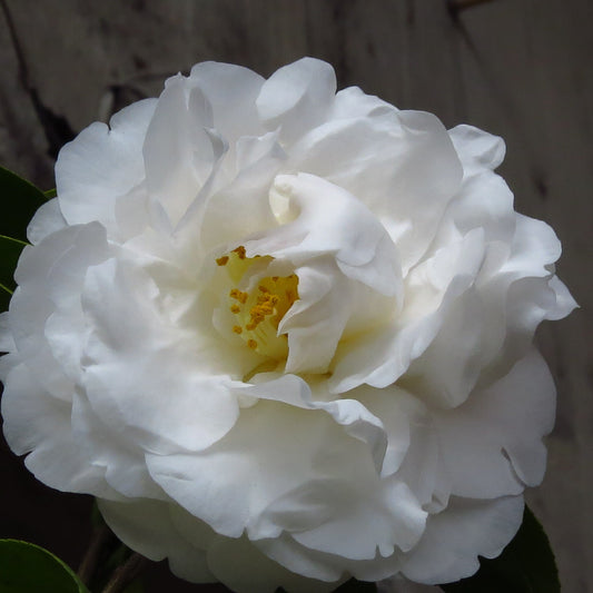 Camellia Pope John