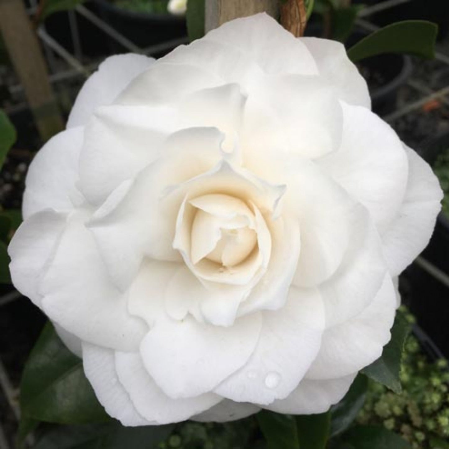 Camellia Pope John