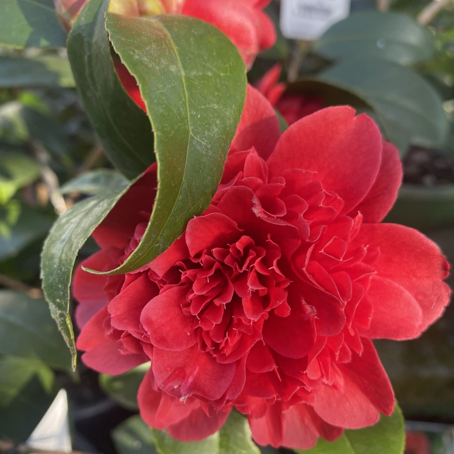 Camellia Takanini