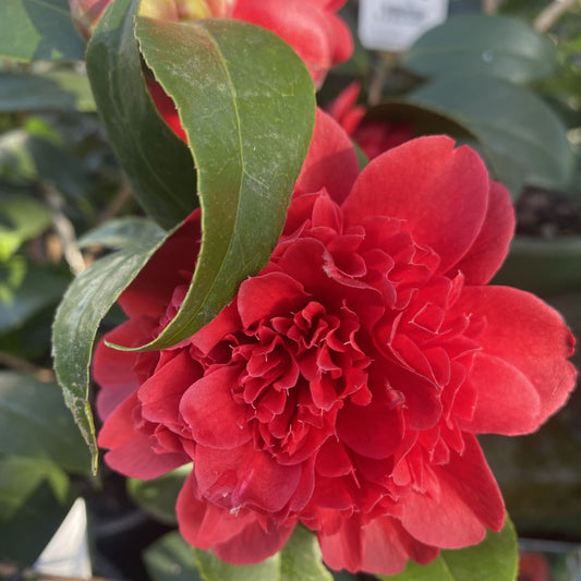 Camellia Takanini