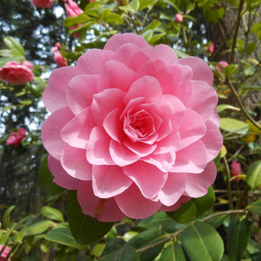 Camellia Water Lily