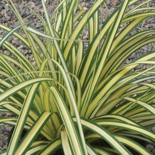 Carex Evergold