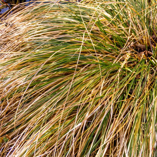 Carex Conmans Green