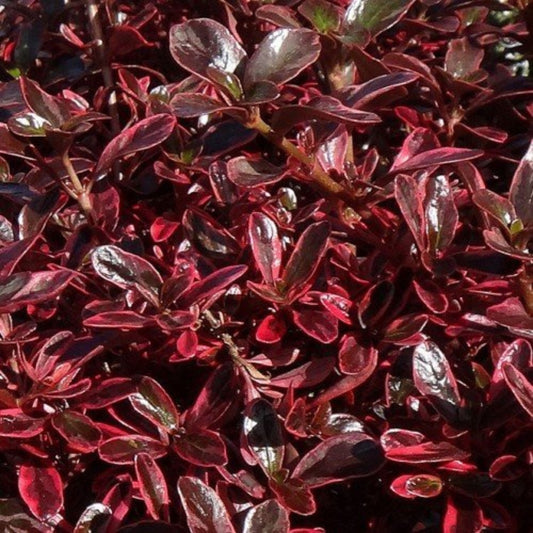 Coprosma Fireburst