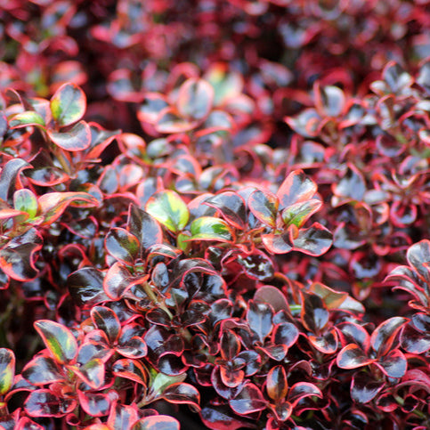 Coprosma Fireburst