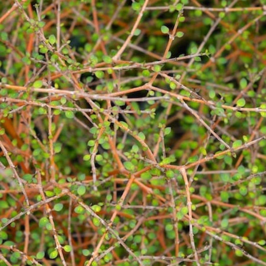 Coprosma Virescens