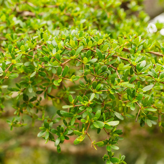 Coprosma Acerosa Hawera