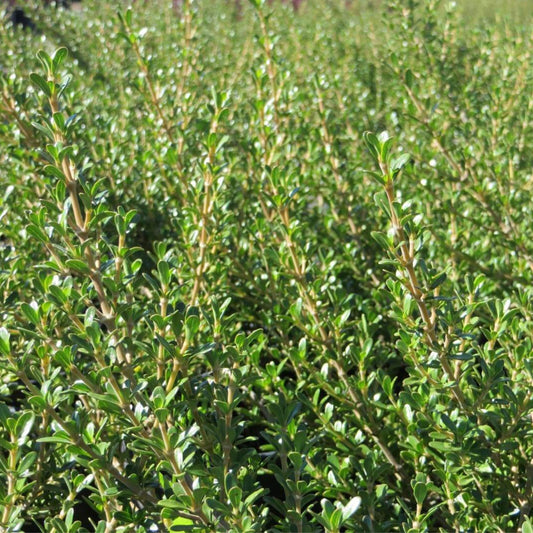 Coprosma Kirkii