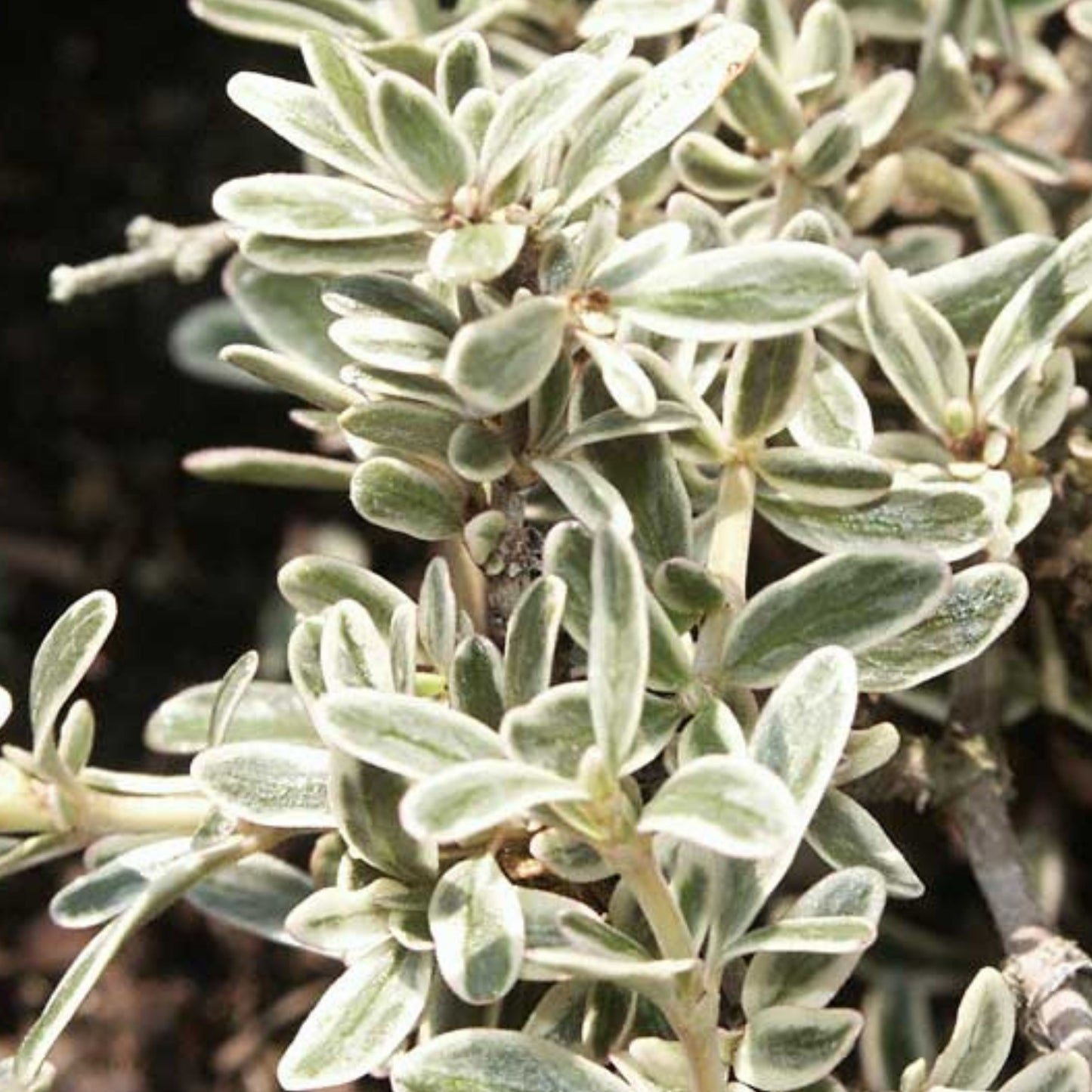 Coprosma Kirkii Variegata