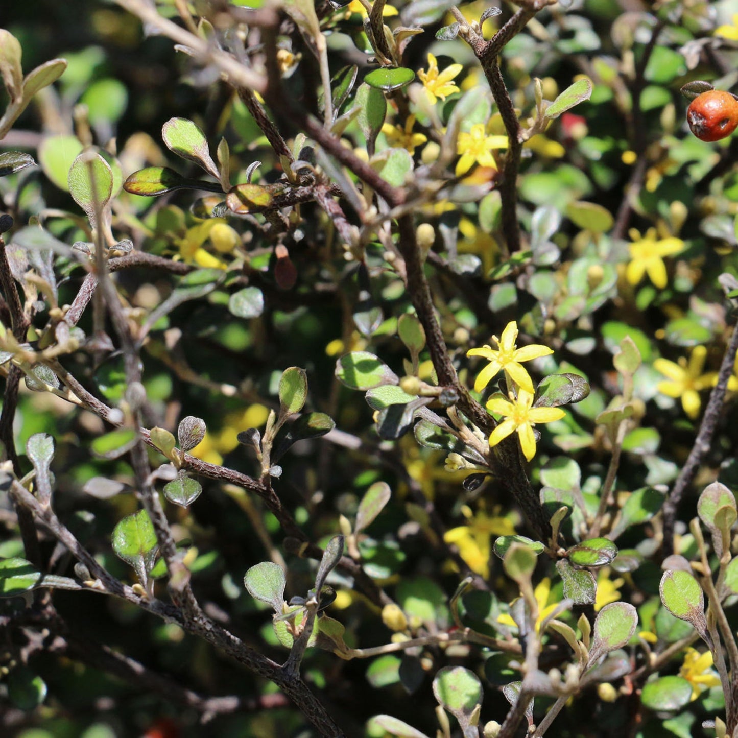 Corokia Cotoneaster