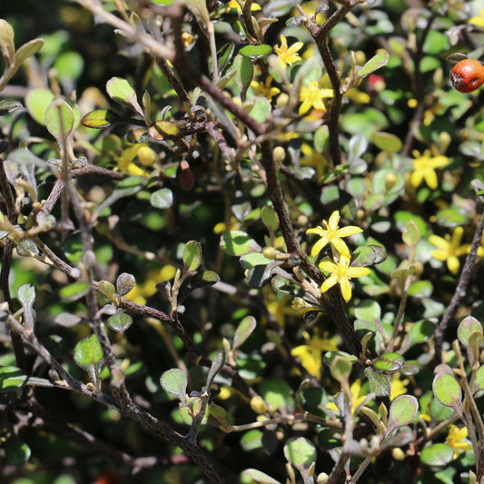 Corokia Cotoneaster